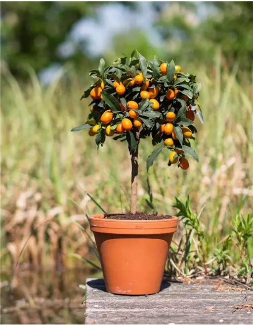 Clementinenbaum, Topf-Ø 20 cm