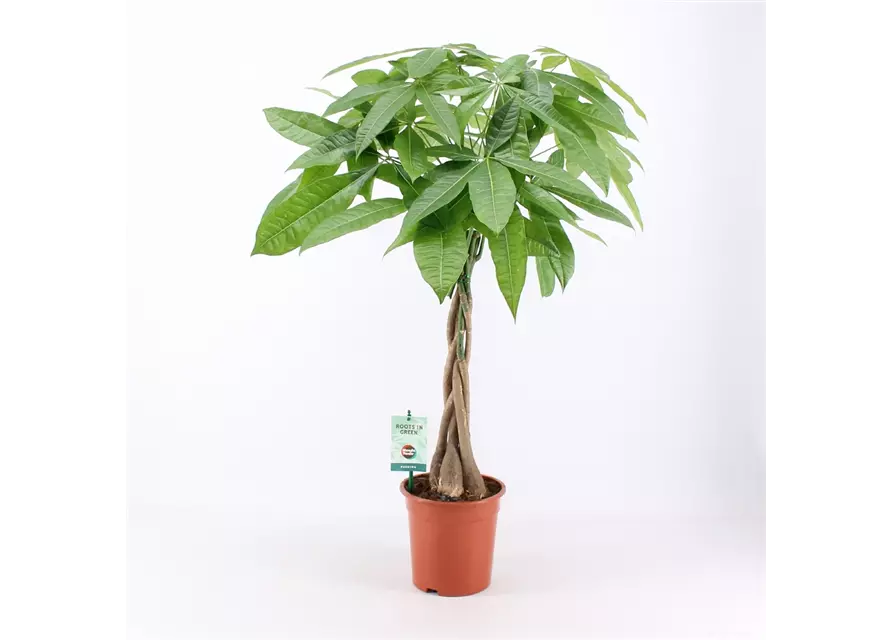 Glückskastanie, 19 cm Topf