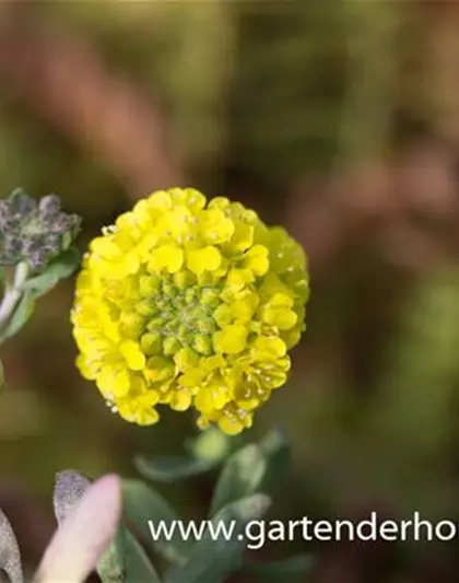 Garten-Berg-Steinkraut 'Luna'
