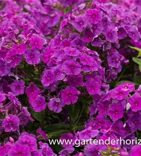 Hohe Garten-Flammenblume 'Purple Flame'®