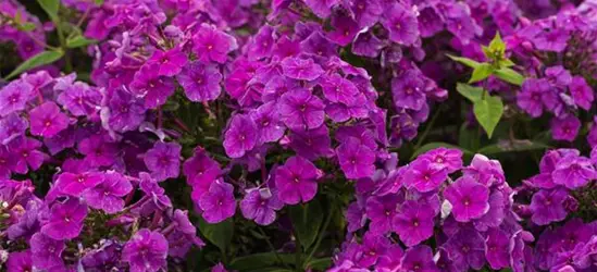 Hohe Garten-Flammenblume 'Purple Flame'®