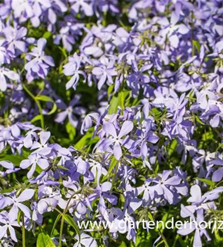 Phlox divaricata ssp.laphamii