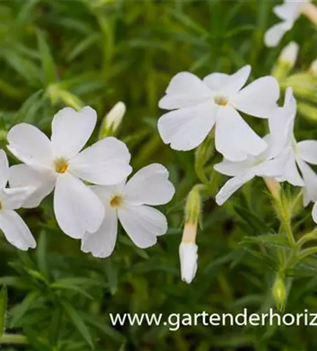 Polster-Flammenblume Polster-Flammenblume