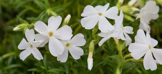 Polster-Flammenblume Polster-Flammenblume