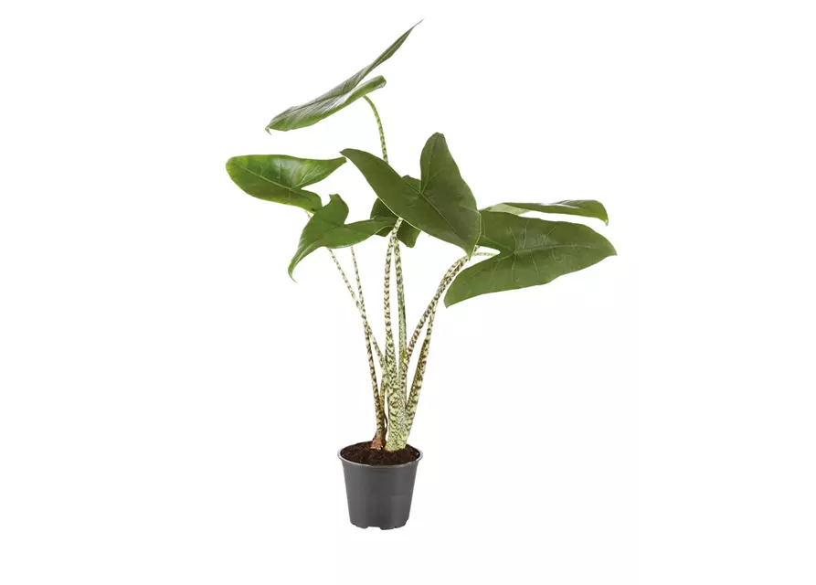 Alocasia zebrina 'Tiger', 27 cm Topf