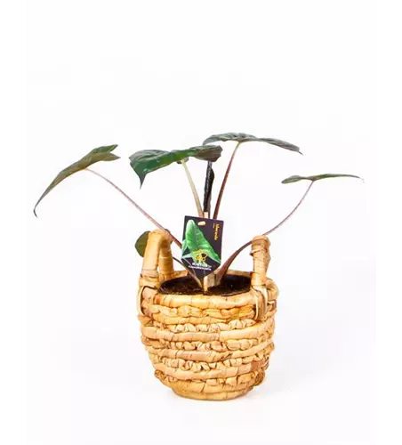 Pfeiblatt 'Yucatan Princess', 14 cm Topf