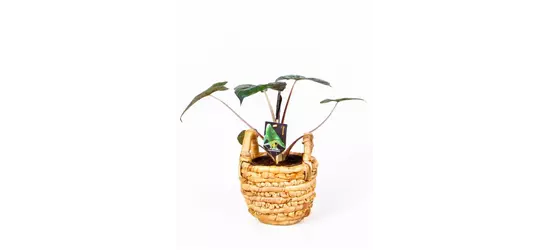 Pfeiblatt 'Yucatan Princess', 14 cm Topf