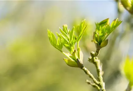 Gartenpflanzen Gartenpflanzen