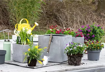 Pflanzgefäße Pflanzgefäße