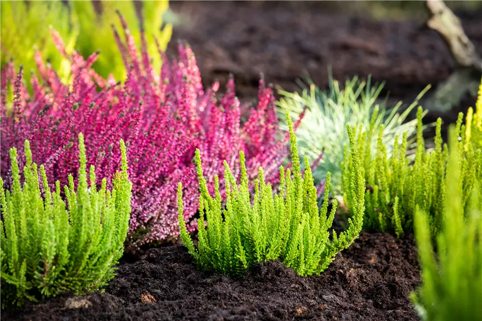 Heide pflanzen und richtig pflegen