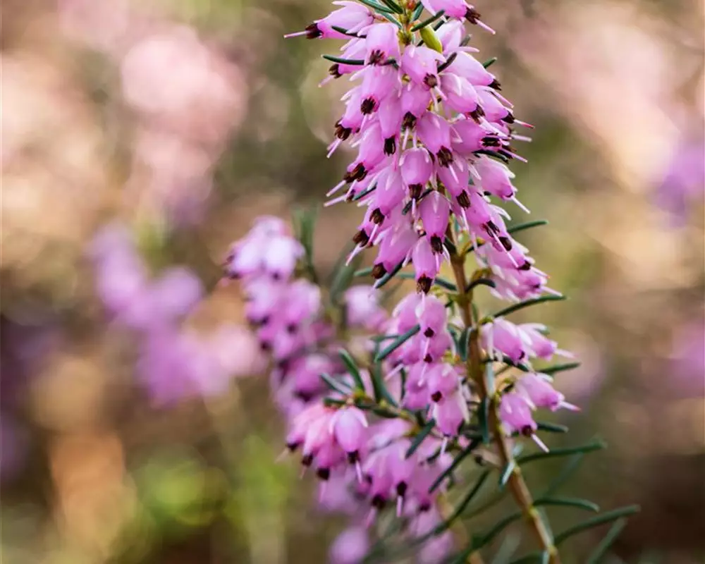 Erica darleyensis 'Darley Dale' (GS657216.jpg)