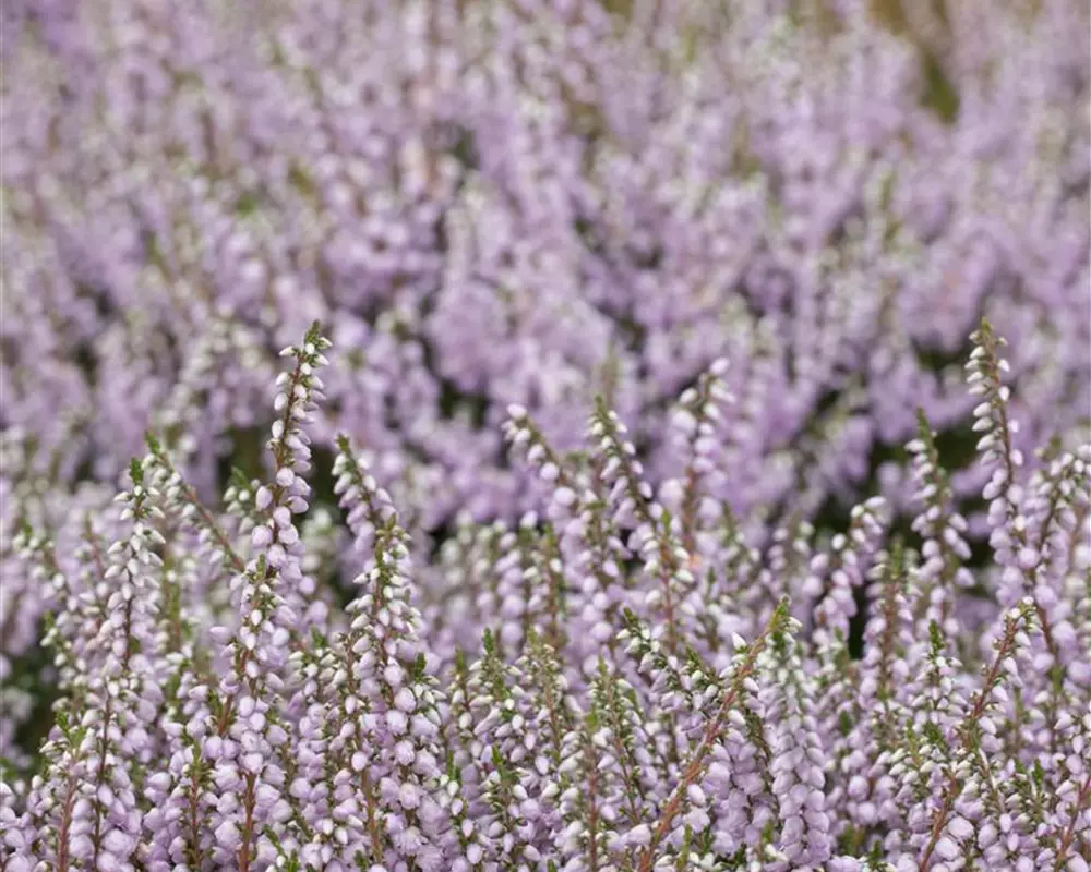 Calluna vulgaris 'County Wicklow' (GS428789.jpg)