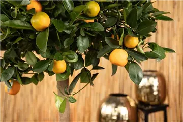 Mediterrane Pflanzen Mediterrane Pflanzen