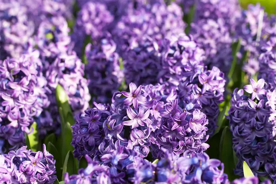 Frühjahrsblumen kaufen in unserem Onlineshop