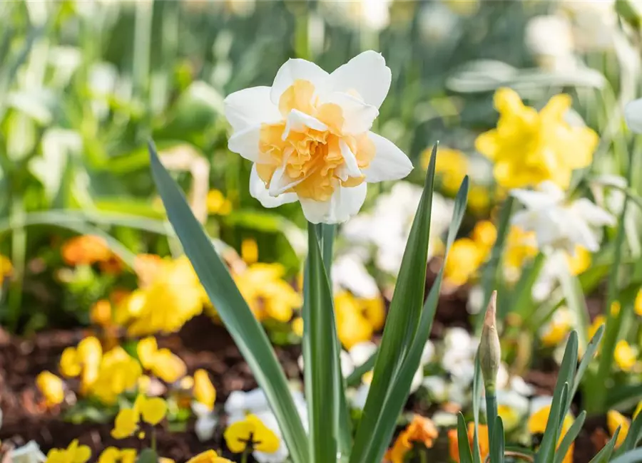 Frühjahrsblumen kaufen bequem von zu Hause aus