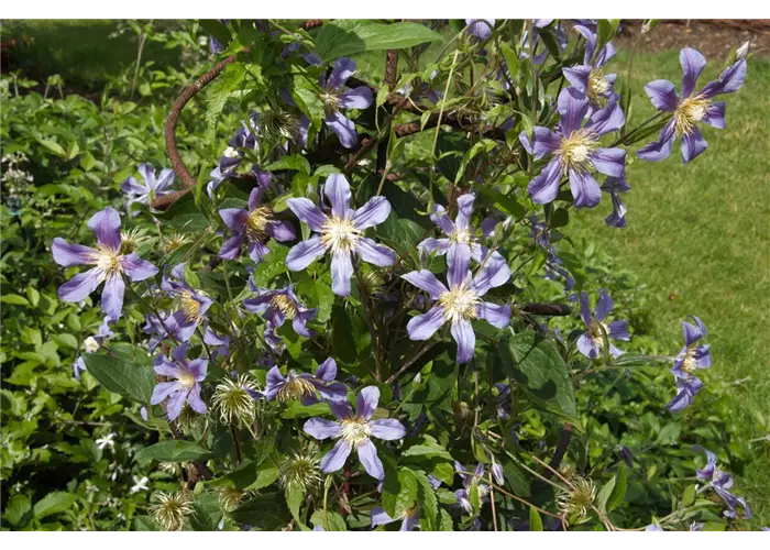 Rankhilfen Rankhilfen