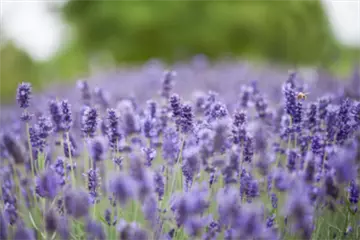PFLANZE DES MONATS JUNI: LAVENDEL