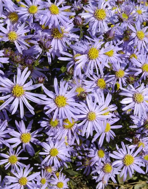 Sommer-Aster