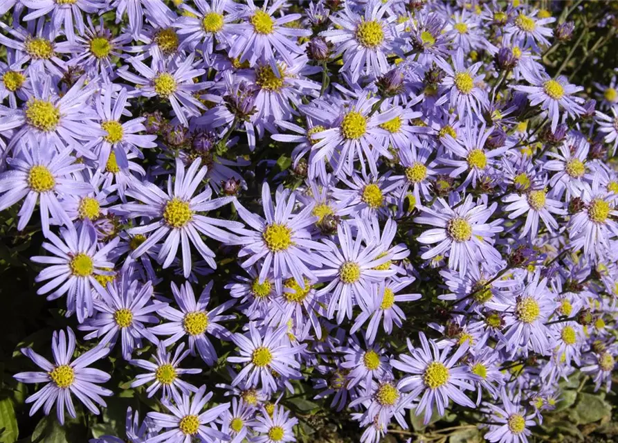 Sommer-Aster