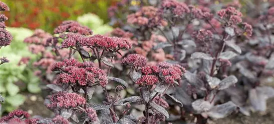 Sedum 