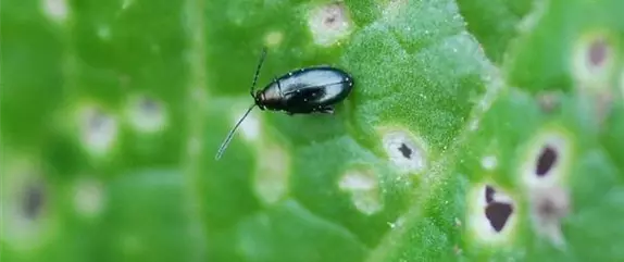 So funktioniert natürlicher Pflanzenschutz im Sommer