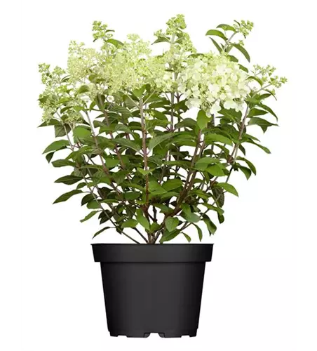 Rispen-Hortensie in Sorten