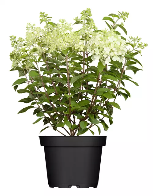 Rispen-Hortensie in Sorten