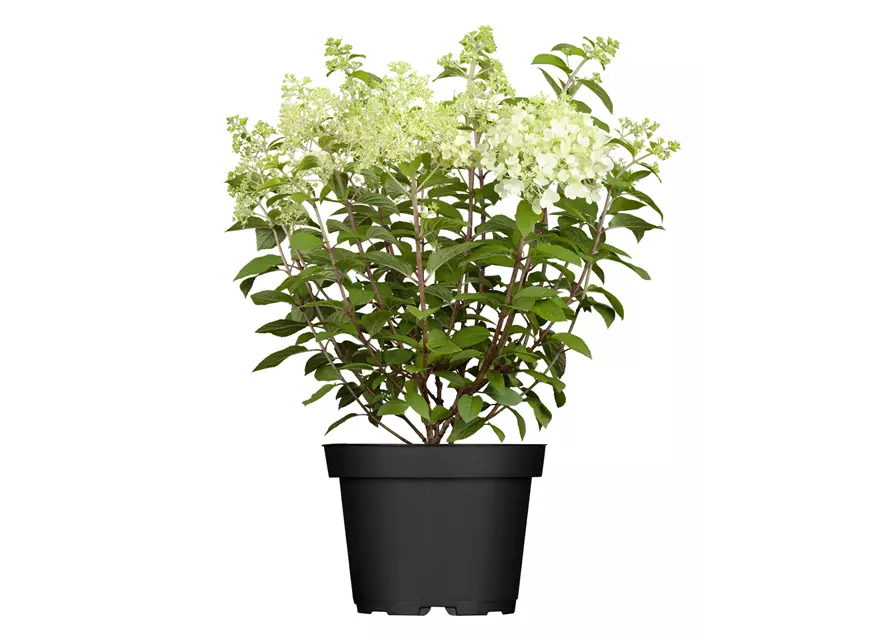 Rispen-Hortensie in Sorten