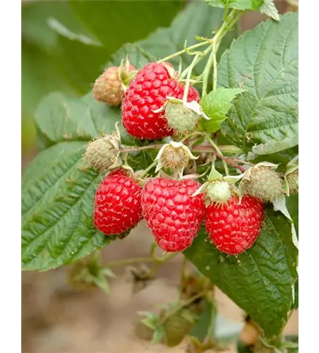 Gemeine Himbeere im 23 cm Topf