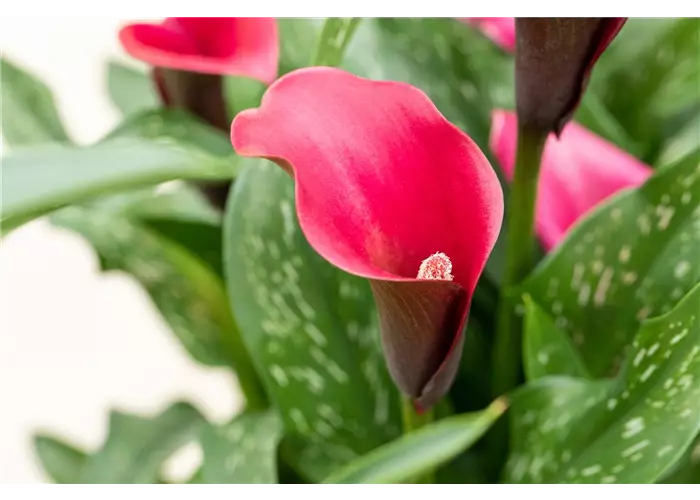 Blühpflanzen Blühpflanzen