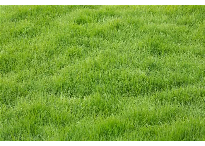 Rasendünger Rasendünger