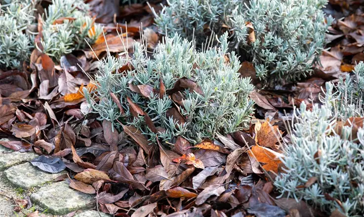 Erleben Sie Ihre Gartenarbeit auf neue Weise mit Benzin-Laubbläser & Laubsauger!