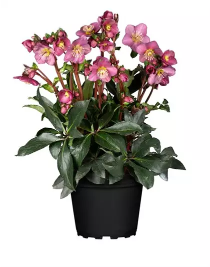 Christrose Ice N Roses