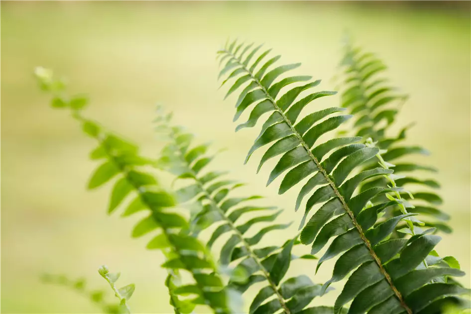 Der richtige Umgang mit giftigen Farnen im Garten