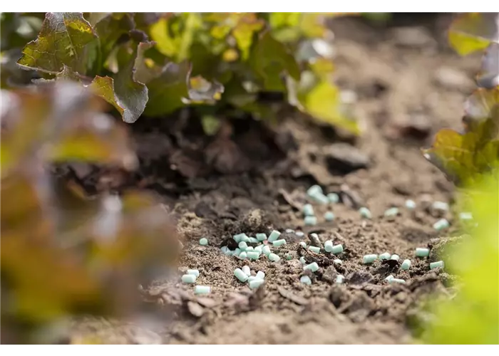 Schädlingsbekämpfung Schädlingsbekämpfung