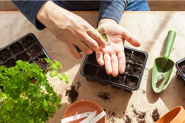 AUSSAAT, DIE AUFGEHT!