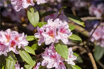 Rhododendron Rhododendron