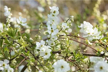 Laubgehölze Laubgehölze