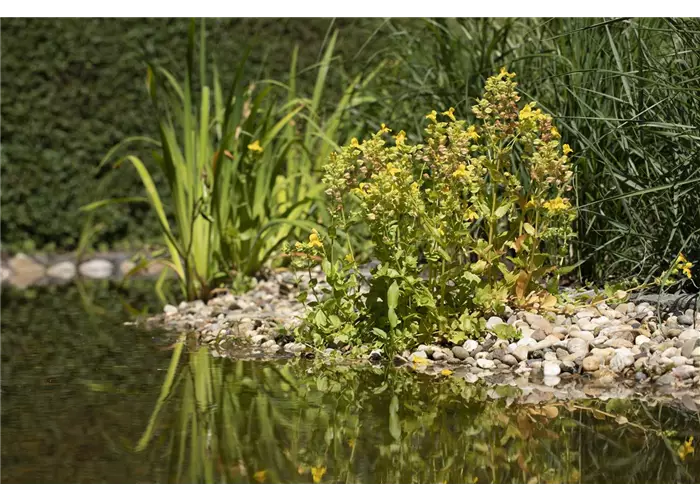 Gartenteiche Gartenteiche