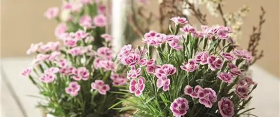 BLUMIGER VALENTINSTAG! BLUMIGER VALENTINSTAG!