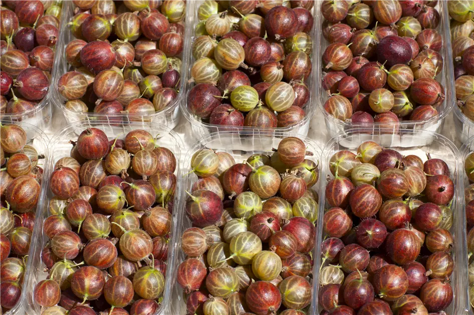 Stachelbeeren richtig pflanzen und pflegen