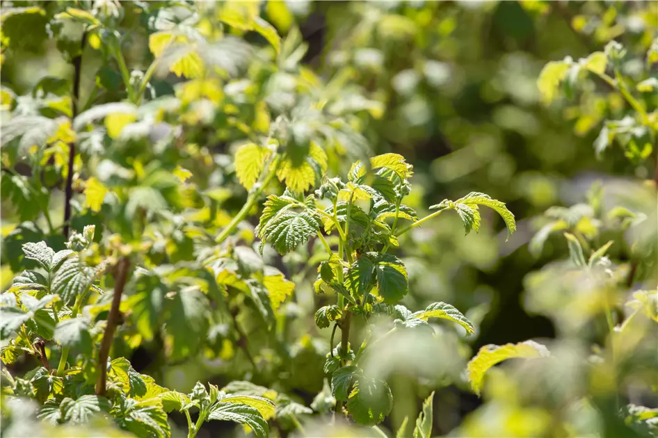 beste dünger für tomaten TerraDomi Tomatendünger 1 Liter Flüssigdünger Konzentrat – TerraDomi  Onlineshop main image 1