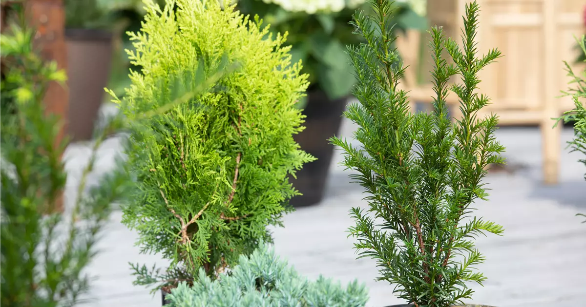 welcher dnger fr den garten Gartendnger 8-8-6 Universal