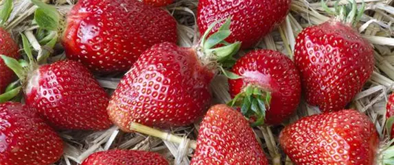 Erdbeeren – das passende Obst für alle Naschkatzen Erdbeeren – das passende Obst für alle Naschkatzen