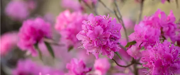 Der Rhododendron – der stilvolle Klassiker