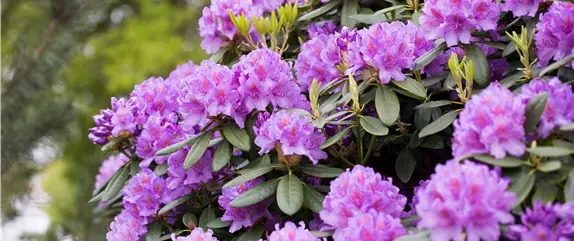 Der Rhododendron – der stilvolle Klassiker