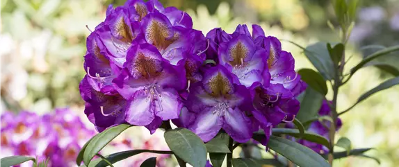 Der Rhododendron – der stilvolle Klassiker
