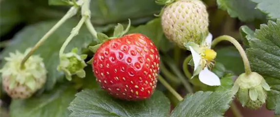 Erdbeeren – das passende Obst für alle Naschkatzen Erdbeeren – das passende Obst für alle Naschkatzen