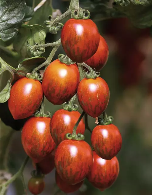 Tomaten Patenschaft Komplettpaket