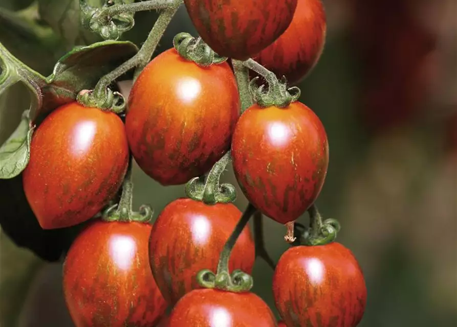 Tomaten Patenschaft Komplettpaket